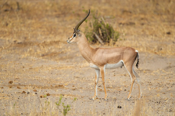 The Grant's gazelle is found in East Africa and lives in open grass plains and is frequently found in shrublands; it avoids areas with high grass where the visibility of predators is compromised.