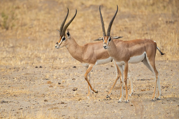 Naklejka na ściany i meble The Grant's gazelle is found in East Africa and lives in open grass plains and is frequently found in shrublands; it avoids areas with high grass where the visibility of predators is compromised.