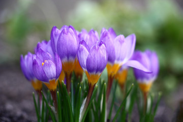 The group of harmonous crocuses with not opened buds waits for the spring sun.
