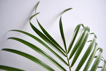 Green palm leaf isolated on white background