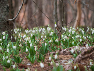 Glade with snowdrops in the spring forest.