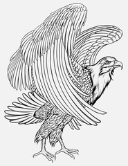 Eagle flaps its wings, preparing to take off. Linear vector illustration of the hawk standing on the ground.
