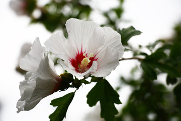 Obraz premium Two flowers of a hibiscus syriacus, white with the claret middle, and green leaves on a light gray background of the cloudy sky.