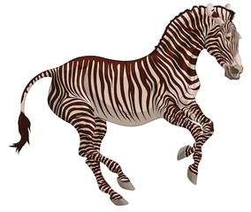 Colored illustration of a free galloping zebra. The young stallion excitedly pulled his ears back and moving at a fast pace. Vector clip art, decoration element for safari and wildlife tourism.