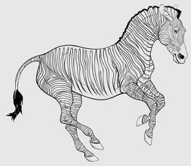 Linear illustration of a free galloping zebra. The young stallion excitedly pulled his ears back and moving at a fast pace. Vector clip art, decoration element for safari and wildlife tourism.