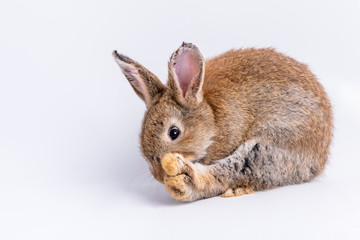 Brown furry rabbit with long ears and sparkling eyes, Bent on licking it own feet On white background, to easter and animal concept