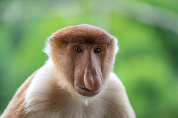 Wild Proboscis monkey or Nasalis larvatus, in rainforest of Borneo, Malaysia