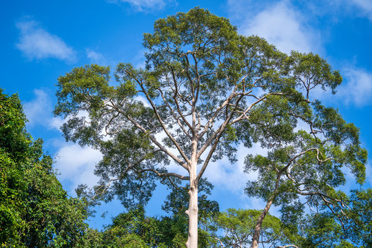 The big tropical tree with sky background, view from below. Scientific name Dipterocarpus alatus or Yang Na Yai tree or Dipterocarpaceae, Malaysia
