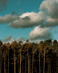 a row of pine trees with blue sky and white clouds