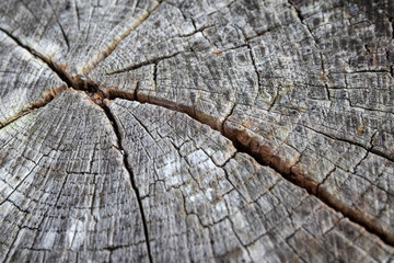 A close up of a tree stump showing the texture of the wood and age rings