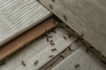 Many black ants on floor at home. Pest control