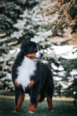Bernese mountain dog in the park. 