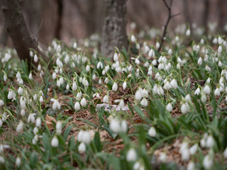 Glade with snowdrops in the spring forest.