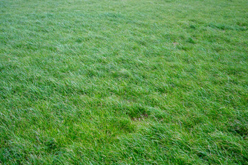 France.  herbes vertes dans un champs.
