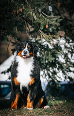 Bernese mountain dog in the park. 