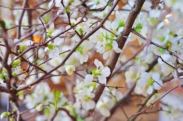 Branches of white blooms of flowering quince chaenomeles