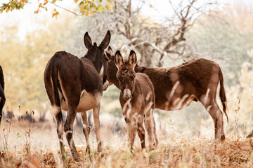 Donkey family