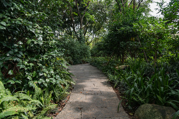 Subtropical park path with trees