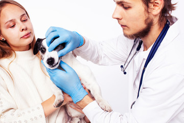 young veterinarian doctor in blue gloves examine little cute dog jack russell isolated on white background with owner blond girl holding it, animal healthcare