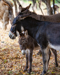 Donkey family