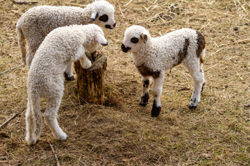 Naklejka na ściany i meble 15/5000 Lambs in the game