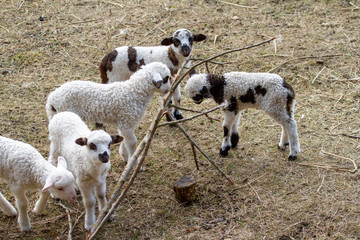  15/5000 Lambs in the game