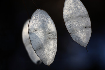 Winter sunny day. Seed plates of a lunaria, transparent on solar to light, in an easy raid of crystals of hoarfrost. In total on a dark blue background.