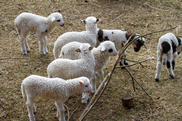 Fototapeta premium 15/5000 Lambs in the game