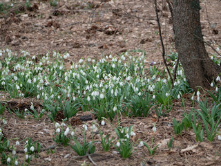 Glade with snowdrops in the spring forest.