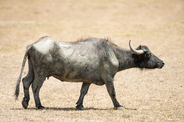 water buffalo