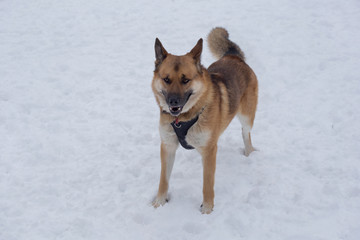 Cute multibred dog is standing on a white snow in the winter park.