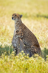 The cheetah (Acinonyx jubatus; /ˈtʃiːtə/) is a large cat of the subfamily Felinae that occurs in North, Southern and East Africa, and a few localities in Iran.