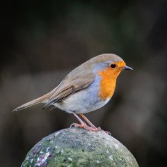 Fototapeta premium A single European Robin standing on a fence post