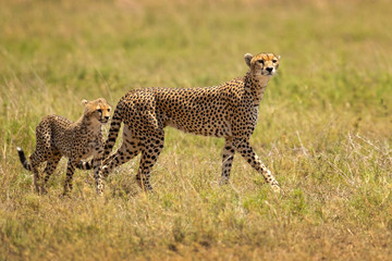 The cheetah (Acinonyx jubatus; /ˈtʃiːtə/) is a large cat of the subfamily Felinae that occurs in North, Southern and East Africa, and a few localities in Iran.
