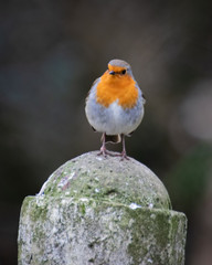 A single European Robin standing on a fence post