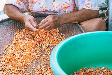 Close up to an eldery female fisherman use small knife to cut out unwanted parts of the shrimp, which is one step in making dried shrimp for sale.