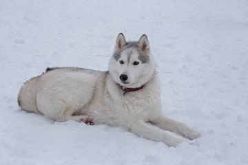 Cute siberian husky is lying on a white snow in the winter park. Pet animals.