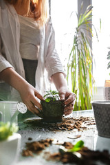 gardening home. Girl replanting green pasture in home garden.indoor garden,room with plants banner Potted green plants at home, home jungle,Garden room,gardening, Plant room, Floral decor.