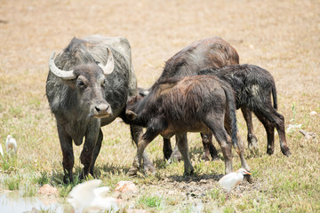 water buffalo