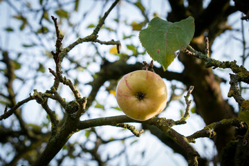 Apfel Apfelbaum Ast