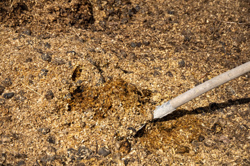A shovel entering a heap of manure. natural fertilizer from nature to nature. Farm life in the countryside.