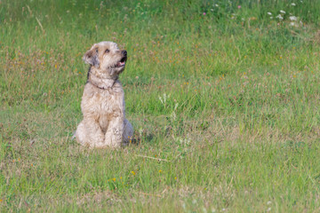 Irish soft coated wheaten terrier sitting on grass of meadow