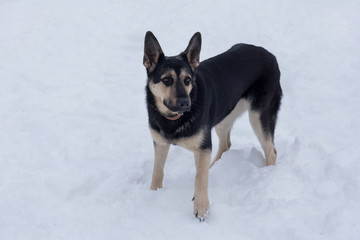 East european shepherd dog is standing on a white snow in the winter park. Pet animals.