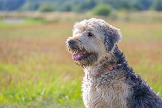 Irish soft coated wheaten terrier close up on meadow grass background