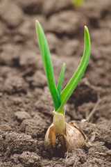 Green onions sprout in the field.