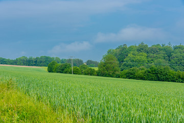 Peaceful landscape with green meadows.