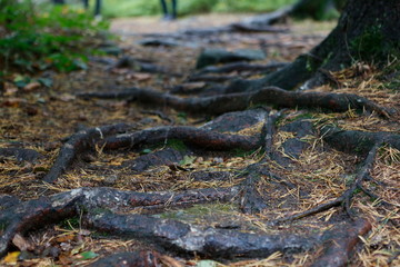 Wurzeln im Wald