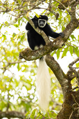 Mantled guereza (Colobus guereza), also known simply as the guereza, the eastern black-and-white colobus, or the Abyssinian black-and-white colobus
