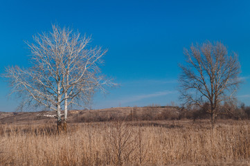 Beautiful lonely growing white poplar in a field in the spring.Poplar silver (Populus alba) in spring.One poplar tree in a field.