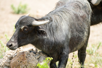 water buffalo